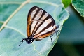 LYCAENIDAE, Arawacus togarna